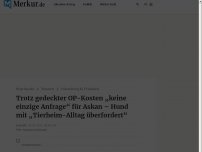 Bild zum Artikel: Trotz gedeckter OP-Kosten „keine einzige Anfrage“ für Askan – Hund mit „Tierheim-Alltag überfordert“