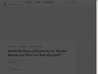 Bild zum Artikel: Ausritt bei Nesse wird zum Horror: Wurden Reiterin und Pferd von Wolf attackiert?