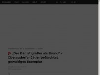 Bild zum Artikel: „Der Bär ist größer als Bruno“ - Oberaudorfer Jäger  befürchtet gewaltiges Exemplar