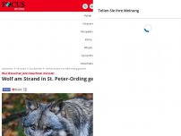 Bild zum Artikel: Was Besucher jetzt beachten müssen - Wolf am Strand in St. Peter-Ording gesichtet