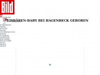 Bild zum Artikel: EISBÄREN-BABY in Hamburg GEBOREN - Hier nuckelt eine kleine Sensation