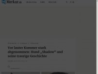 Bild zum Artikel: Vor lauter Kummer stark abgenommen: Hund „Shadow“ und seine traurige Geschichte