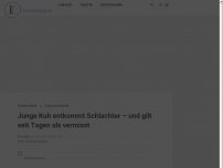 Bild zum Artikel: Kuh läuft vor Schlachtbank weg – und gilt seit Tagen als vermisst