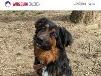 Bild zum Artikel: Wer will Huckleberry aus dem Tierheim Würzburg?