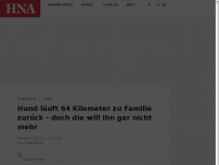 Bild zum Artikel: Hund läuft 64 Kilometer zu Familie zurück – doch die wollen ihn gar nicht mehr