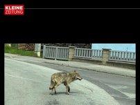 Bild zum Artikel: Wolf spazierte seelenruhig durch Ortschaft, Experte beunruhigt
