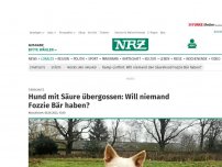 Bild zum Artikel: Tierschutz: Hund mit Säure übergossen: Will niemand Fozzie Bär haben?