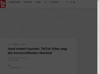 Bild zum Artikel: Hund tröstet Frauchen: TikTok-Video zeigt den herzzerreißenden Abschied