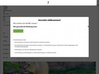 Bild zum Artikel: In Wildnis ausgestorben: Zoo Hannover zeigt seinen Berberlöwen-Nachwuchs