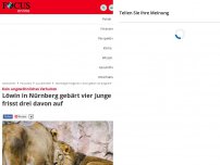 Bild zum Artikel: Kein ungewöhnliches Verhalten: Löwin in Nürnberg gebärt vier...