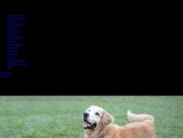 Bild zum Artikel: Heimweh: Besitzer gibt Hund im Tierheim ab – das Tier läuft 64 Kilometer zurück
