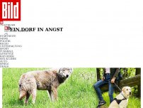 Bild zum Artikel: Ein Dorf in Angst - Ich traf beim Gassigehen einen Wolf 