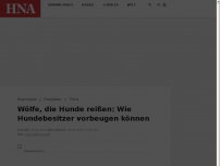 Bild zum Artikel: Wölfe, die Hunde reißen: Wie Hundebesitzer vorbeugen können