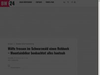 Bild zum Artikel: Plötzliche Unruhe im Gras, dann beobachtet Mountainbiker im Schwarzwald, wie Wölfe einen Rehbock fressen