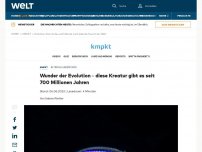 Bild zum Artikel: Wunder der Evolution – diese Kreatur gibt es seit 700 Millionen Jahren