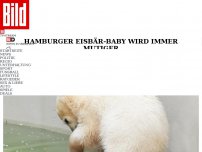 Bild zum Artikel: Aber Eisbär-Mama darf nicht gucken! - Neuer Knut findet Wasser gut