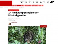 Bild zum Artikel: Natschbach-Loipersbach - 14 Rehkitze per Drohne vor Mähtod gerettet