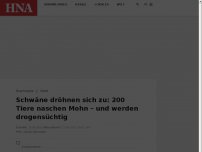 Bild zum Artikel: Schwäne dröhnen sich zu: 200 Tiere naschen Mohn – und werden drogensüchtig