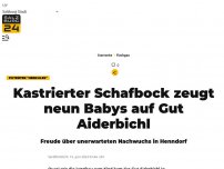 Bild zum Artikel: Kastrierter Schafbock zeugt neun Babys auf Gut Aiderbichl