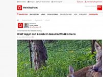 Bild zum Artikel: Wolf tappt mit Bambi in Maul in Wildkamera