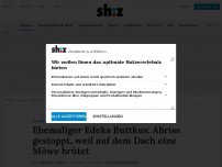 Bild zum Artikel: Ehemaliger Edeka Buttkus: Abriss gestoppt, weil auf dem Dach eine Möwe brütet