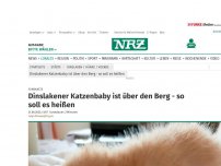 Bild zum Artikel: Fundkatze: Dinslakener Katzenbaby ist über den Berg - so soll es heißen