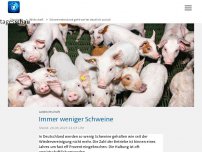 Bild zum Artikel: Schweinebestand geht weiter deutlich zurück