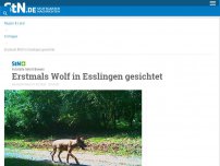 Bild zum Artikel: Fotofalle liefert  Beweis: Erstmals Wolf in Esslingen gesichtet