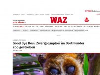 Bild zum Artikel: Illegaler Tierhandel: Good Bye Rosi: Zwergplumplori im Dortmunder Zoo gestorben