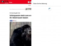 Bild zum Artikel: Staunen geht viral: Schimpansin sieht zum ersten Mal die Sonne...
