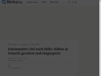 Bild zum Artikel: Entenmutter rief nach Hilfe: Küken in Schacht gestürzt und eingesperrt