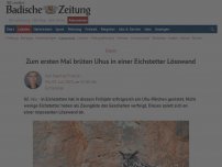 Bild zum Artikel: Zum ersten Mal brüten Uhus in einer Eichstetter Lösswand