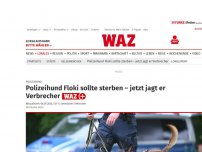 Bild zum Artikel: Polizei: Hund sollte eingeschläfert werden – nun hilft er Polizisten