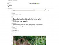 Bild zum Artikel: Zoo Leipzig: Löwin bringt vier Junge zur Welt