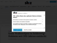 Bild zum Artikel: Erste Wolfswelpen in Schleswig-Holstein seit 200 Jahren entdeckt