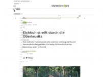 Bild zum Artikel: Elchkuh streift durch die Oberlausitz