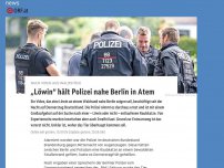 Bild zum Artikel: „Löwin“ hält Polizei nahe Berlin in Atem
