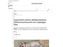 Bild zum Artikel: Vier echte junge Löwen im Leipziger Zoo sind zwei Wochen alt