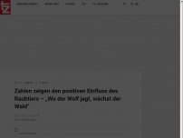 Bild zum Artikel: Zahlen zeigen den positiven Einfluss des Raubtiers – „Wo der Wolf jagt, wächst der Wald“