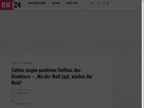 Bild zum Artikel: Zahlen zeigen positiven Einfluss des Raubtiers – „Wo der Wolf jagt, wächst der Wald“