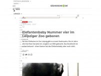 Bild zum Artikel: Elefantenbaby Nummer vier im Leipziger Zoo geboren
