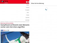 Bild zum Artikel: Mann kam zunächst mit Axt - Kampfhund zerfleischt zwei Menschen, die vorher sein Herrchen angriffen