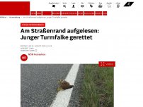 Bild zum Artikel: NÖN-Einsatz - Am Straßenrand aufgelesen: Junger Turmfalke gerettet