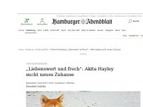 Bild zum Artikel: Tierheim Hamburg: „Liebenswert und frech“: Akita Hayley sucht neues Zuhause