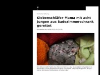 Bild zum Artikel: Siebenschläfer-Mama mit acht Jungen aus Badezimmerschrank gerettet