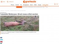 Bild zum Artikel: Todesfalle Weidezaun: Hirsch muss erlöst werden #hirsch #jagd