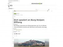 Bild zum Artikel: Elch spaziert an Burg Stolpen entlang