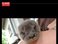 Bild zum Artikel: Zwei Fischotterbabys zogen in die Vogelstation Haringsee ein