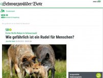 Bild zum Artikel: Erster Wolfs-Welpe im Schwarzwald: Wie gefährlich ist ein Rudel für Menschen?