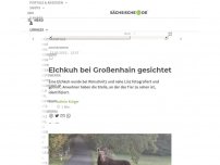 Bild zum Artikel: Elchkuh bei Großenhain gesichtet
